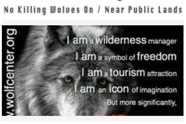No killing wolves on or near public lands! Petition.