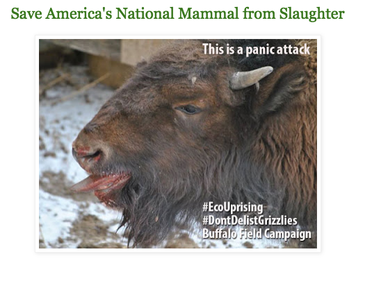 EcoUprising - Save America's National Mammal from Slaughter