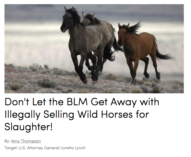 Stop the BLM from selling wild horses to slaughter