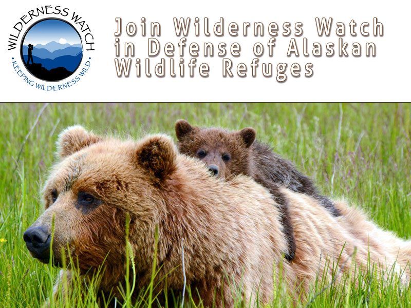 Join Wilderness Watch Defense Efforts!